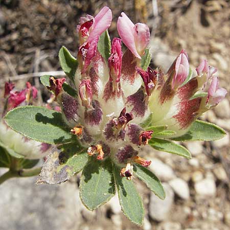 Anthyllis vulneraria subsp. praepropera / Red Kidney Vetch, F Lac de Salagou 4.6.2009