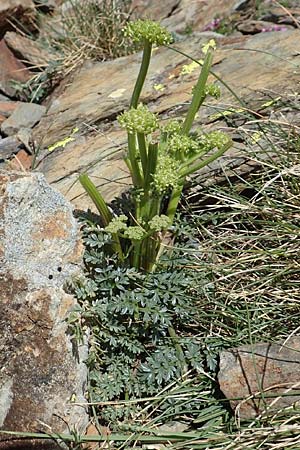 Xatardia scabra \ Xatardie / Xatardia, F Pyrenäen/Pyrenees, Puigmal 1.8.2018