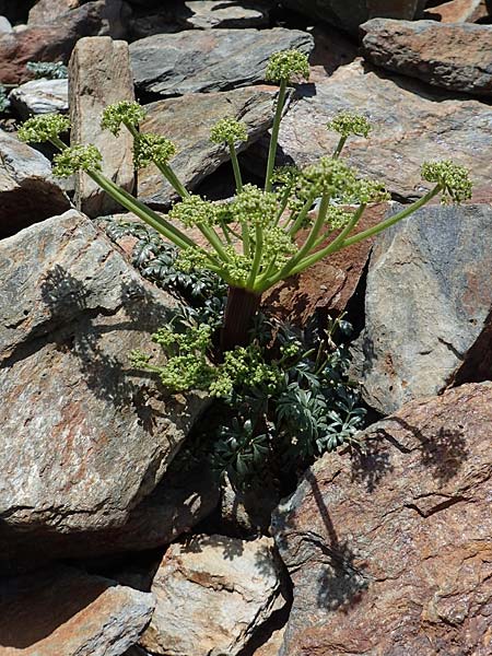 Xatardia scabra \ Xatardie / Xatardia, F Pyrenäen/Pyrenees, Puigmal 1.8.2018