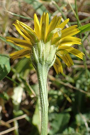 Leontodon saxatilis \ Nickender Lwenzahn / Lesser Hawkbit, Hairy Hawkbit, F Pyrenäen/Pyrenees, Canigou 24.7.2018