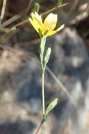 Lactuca viminea subsp. chondrilliflora \ Westlicher Ruten-Lattich, F Pyrenäen, Caranca - Schlucht 30.7.2018