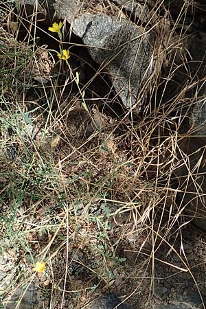 Lactuca viminea subsp. chondrilliflora / Skeletonweed-Flowered Lettuce, F Pyrenees, Caranca - Gorge 30.7.2018