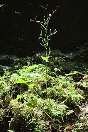 Mycelis muralis / Wall Lettuce, F Pyrenees, Gorges de la Fou 10.8.2018