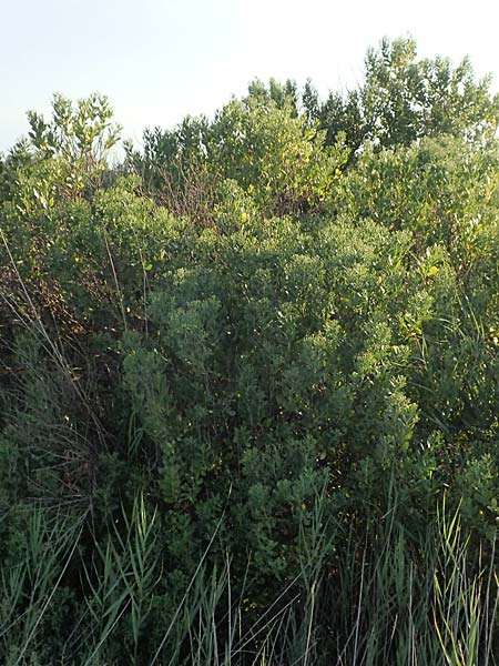 Baccharis halimifolia \ Kreuz-Strauch, F Canet-en-Roussillon 11.8.2018