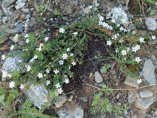 Chaenostoma cordatum \ Schneeflockenblume, Bacopa, F Pyrenäen, Err 31.7.2018