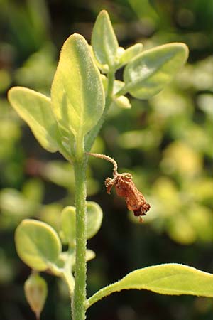 Salpichroa origanifolia / Cock's Eggs, F Canet-en-Roussillon 11.8.2018