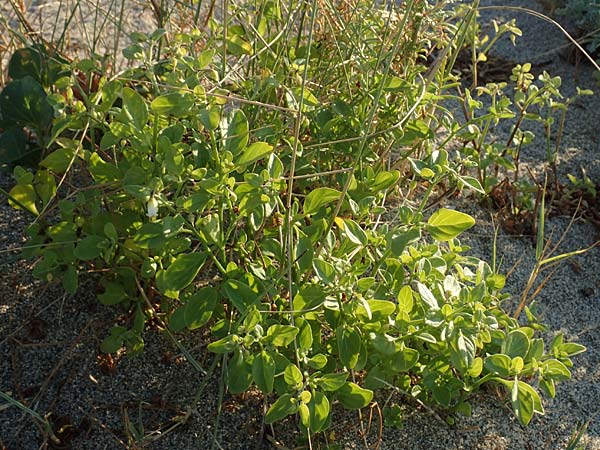 Salpichroa origanifolia \ Trompetenblume, F Canet-en-Roussillon 11.8.2018