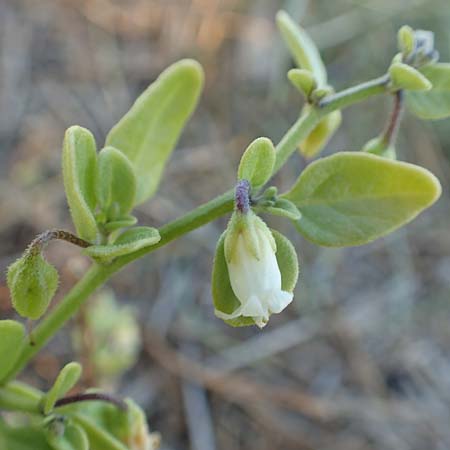 Salpichroa origanifolia \ Trompetenblume, F Canet-en-Roussillon 11.8.2018