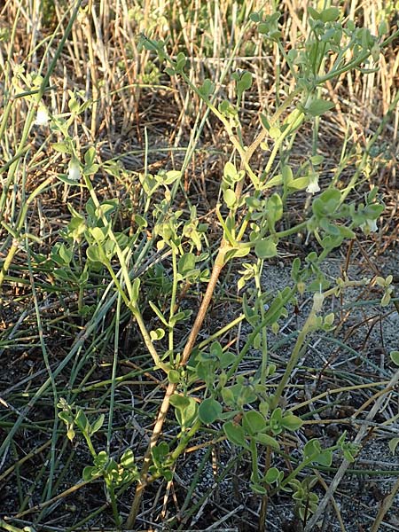 Salpichroa origanifolia / Cock's Eggs, F Canet-en-Roussillon 11.8.2018