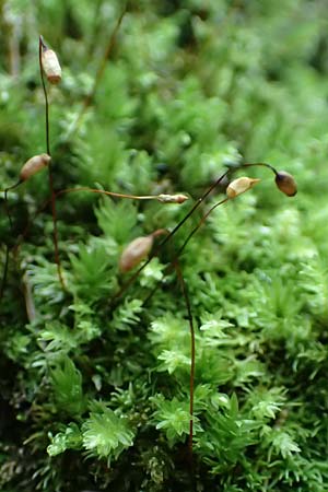 Zygodon conoideus ? \ Jochzahn-Moos / Lesser Yoke Moss, F Turquestein-Blancrupt 30.5.2018