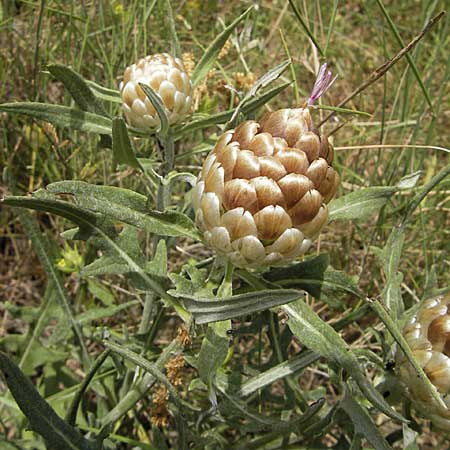 Rhaponticum coniferum \ Zapfenkopf / Pine-cone Thistle, Cone Knapweed, F Lac de Salagou 4.6.2009