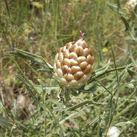 Rhaponticum coniferum / Pine-cone Thistle, Cone Knapweed, F Lac de Salagou 4.6.2009