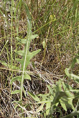 Leuzea conifera / Pine-cone Thistle, Cone Knapweed, F Lac de Salagou 4.6.2009