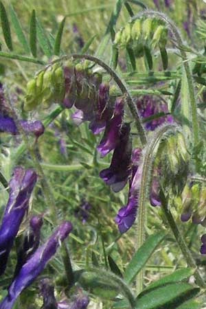 Vicia villosa \ Zottel-Wicke, Zottige Wicke, F S. Gilles 7.6.2006