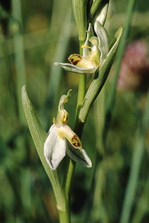 Ophrys apifera var. brevilabellata / Short-Lipped Bee Orchid, F  Saint Affrique 28.5.2005 