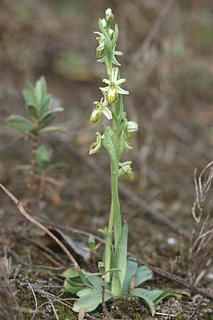 Ophrys exaltata subsp. arachnitiformis farbvariante_color-variant \ Spinnenähnliche Ragwurz, F  Blausasc 29.3.2003 