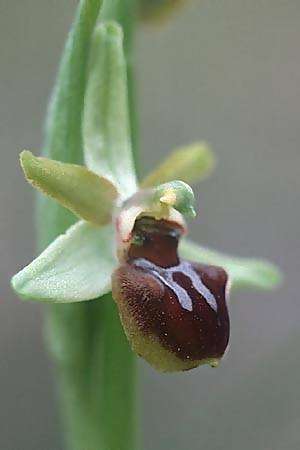 Ophrys massiliensis \ Marseille-Ragwurz / Marseille Spider Orchid, F  Bandol 7.3.2000 