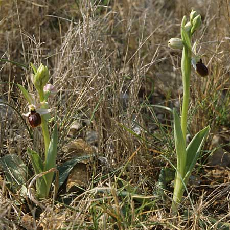 Ophrys exaltata subsp. arachnitiformis \ Spinnenähnliche Ragwurz, F  Cassis 7.3.2000 