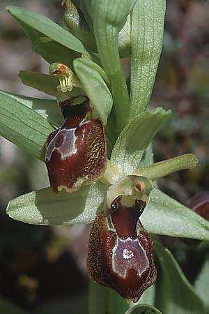 Ophrys exaltata subsp. arachnitiformis \ Spinnenähnliche Ragwurz / False Spider Orchid, F  Chanas 9.3.2000 