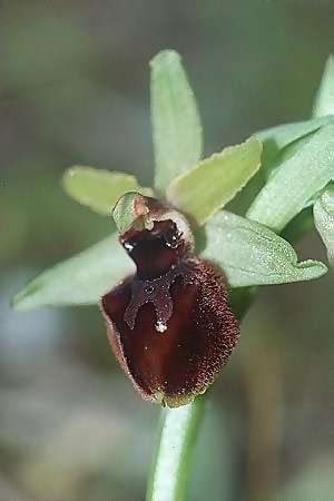 Ophrys exaltata subsp. arachnitiformis / False Spider Orchid, F  Toreilles 10.3.2001 
