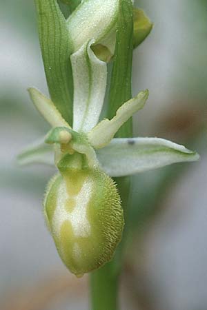 Ophrys exaltata subsp. arachnitiformis farbvariante_color-variant \ Spinnenähnliche Ragwurz, F  Blausasc 29.3.2003 