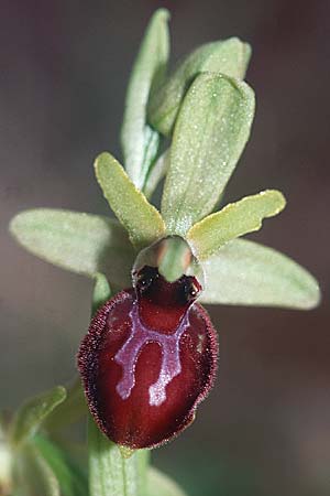 Ophrys exaltata subsp. arachnitiformis \ Spinnenähnliche Ragwurz / False Spider Orchid, F  Maures, Pierrefeu 12.4.2004 