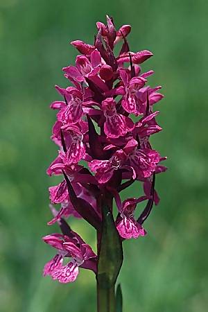 [click] Dactylorhiza alpestris, F   Col de Granon 30.6.2002 