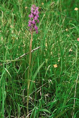 Dactylorhiza angustata / Narrow Orchid, F  Briancon 29.6.1998 