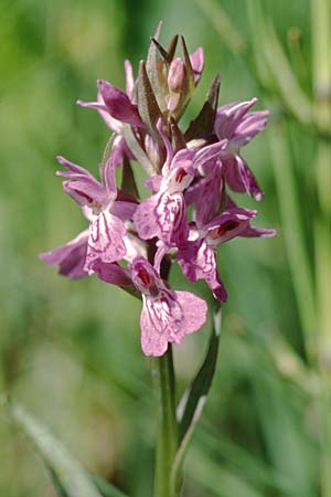 Dactylorhiza angustata / Narrow Orchid, F  Briancon 26.6.2000 