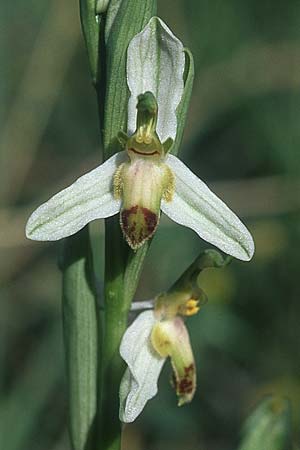 Ophrys apifera var. brevilabellata \ Kurzlippige Bienen-Ragwurz / Short-Lipped Bee Orchid, F  Saint Affrique 28.5.2005 