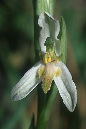 Ophrys apifera var. brevilabellata / Short-Lipped Bee Orchid, F  Saint Affrique 28.5.2005 