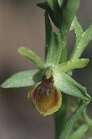 Ophrys araneola / Small Spider Orchid, F  Massif de l'Estaque 11.3.2001 