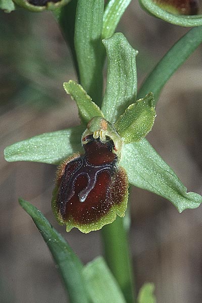 Ophrys araneola / Small Spider Orchid, F  Montagne de la Clape 13.4.2001 