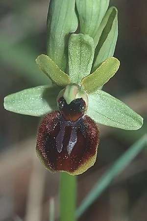 Ophrys araneola \ Kleine Spinnen-Ragwurz / Small Spider Orchid, F  Gtinais 13.4.2002 