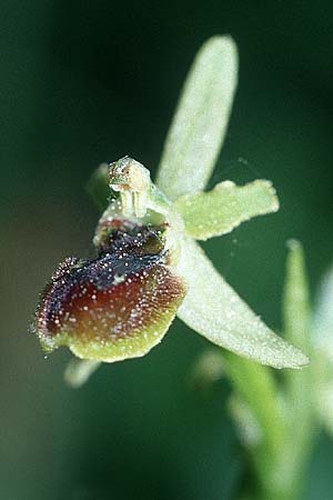 Ophrys araneola / Small Spider Orchid, F  Alsace 7.5.2003 