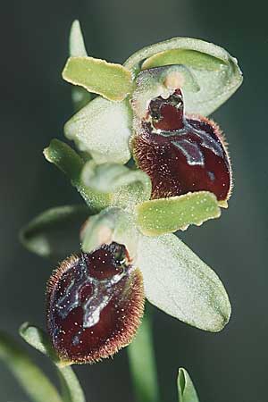 Ophrys araneola / Small Spider Orchid, F  Bouches du Rhone, Orgon 13.4.2004 