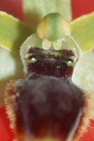 Ophrys araneola \ Kleine Spinnen-Ragwurz / Small Spider Orchid, F  Dept. Drome Beauregard-Baret 5.5.2004 