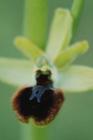 Ophrys argensonensis \ Argenson-Ragwurz / Argenson Spider Orchid, F  Charente-Maritime, Le Douhet 1.6.2000 