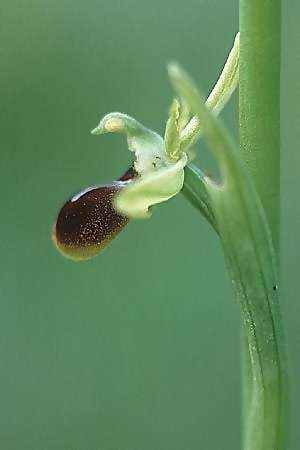 Ophrys argensonensis \ Argenson-Ragwurz / Argenson Spider Orchid, F  Charente-Maritime, Le Douhet 1.6.2000 