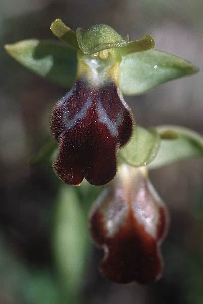 Ophrys forestieri \ Braune Ragwurz / Dull Orchid, F  Massif de l'Estaque 22.4.2000 