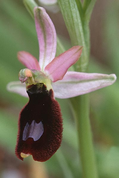 Ophrys aurelia \ Via-Aurelia-Ragwurz / Via Aurelia Orchid, F  Massif de l'Estaque 17.4.1999 