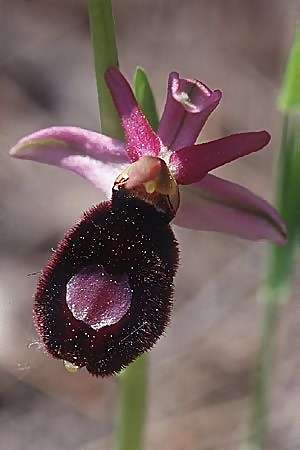 Ophrys aurelia / Via Aurelia Orchid, F  Blausasc 27.4.2002 