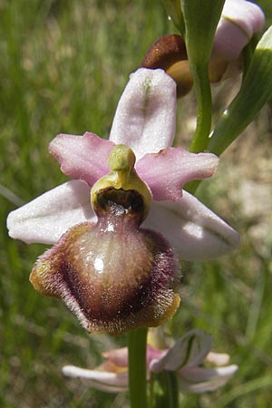 Ophrys aveyronensis \ Aveyron-Ragwurz, F  Causse du Larzac 3.6.2009 