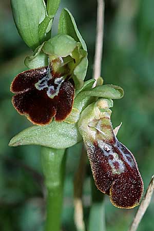 Ophrys exaltata subsp. arachnitiformis x forestieri, F   Toreilles 10.3.2001 
