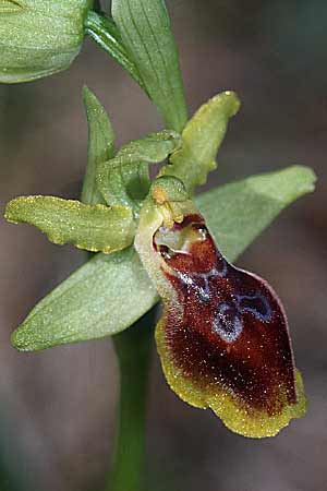 Ophrys exaltata subsp. arachnitiformis x lutea, F   Montagne de la Clape 31.3.2001 