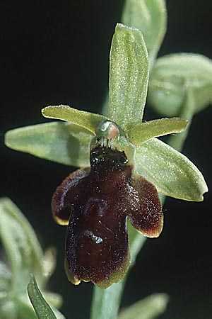 Ophrys aymoninii x garganica subsp. passionis, F   Causse du Larzac 19.5.2002 