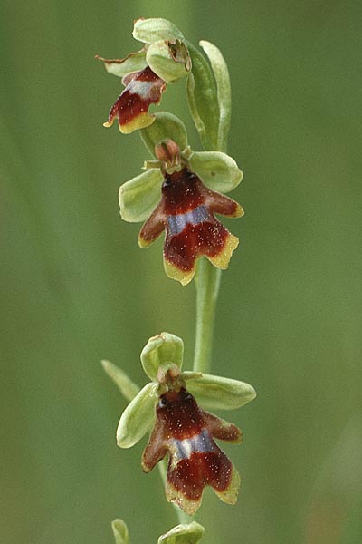 Ophrys aymoninii \ Aymonins Fliegen-Ragwurz / Aymonin's Ophrys, F  Causse Noir 30.5.1990 