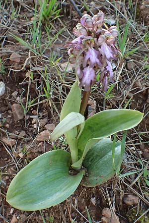 Barlia robertiana \ Roberts  / Giant Orchid, F  Le Luc 15.3.2024 