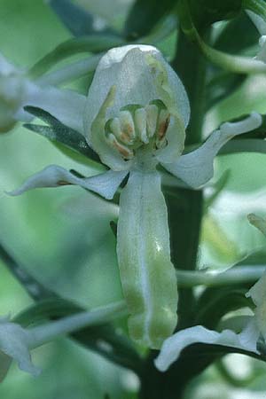 Platanthera bifolia deformation \ Zweiblättrige Waldhyazinthe (Teil-Doppel-Blüte), F  Col de Prayet 30.6.1998 