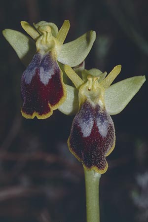 Ophrys bilunulata \ Doppelhalbmond-Ragwurz / Double-Crescent Bee Orchid, F  Biot 24.3.2001 